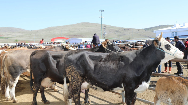 Özenle Bakılan Kurbanlıklar, Pazara İndiler